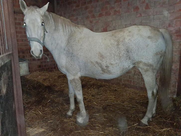 Drachtige fokmerries, Dieren en Toebehoren, Paarden, Merrie, Niet van toepassing, 170 tot 175 cm, 11 jaar of ouder, Springpaard