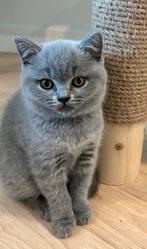 Brits korthaar kittens, Vermifugé, Plusieurs animaux, 0 à 2 ans