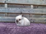 Teddy dwerg dwergkonijnen, Dieren en Toebehoren, Konijnen, Meerdere dieren, Dwerg, Hangoor, 0 tot 2 jaar