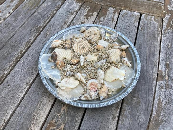 SCHELPEN MET SCHAAL DIA 30 CM NIEUW, Huis en Inrichting, Woonaccessoires | Schalen en Manden, Nieuw, Schaal, Rond, Overige materialen