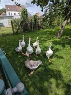 2 Ganzen te koop, Dieren en Toebehoren, Pluimvee, Gans of Zwaan