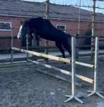 Brave 3-jarige hengst, Dieren en Toebehoren, Paarden, Hengst, Zadelmak
