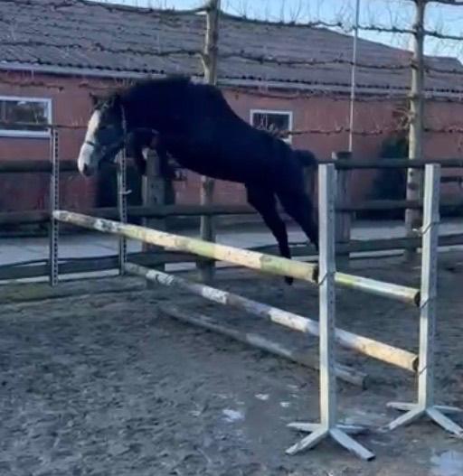 Brave 3-jarige hengst, Dieren en Toebehoren, Paarden, Hengst, Zadelmak
