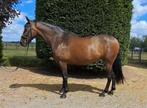 Betuigd & Gereden super lieve PRE apto merrie 1.72 hoog, Dieren en Toebehoren, Merrie, Gechipt, 170 tot 175 cm, 7 tot 10 jaar