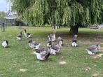 Dewlap toulouse ganzen te koop, Dieren en Toebehoren, Pluimvee, Gans of Zwaan