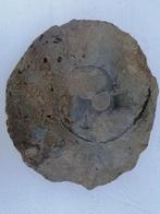 Ammonite, bélemnite et autres section lourde 10 kilos Talant, Collections, Enlèvement ou Envoi