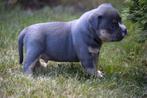 Unieke american bully pup (uit top american bloodlines), Dieren en Toebehoren, 15 weken tot 1 jaar, Buitenland, CDV (hondenziekte)