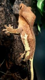 Crested gecko wimpergekko