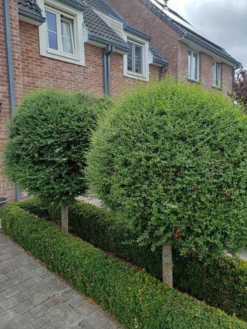 Tuin, Enlèvement