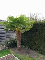 Winterharde palmboom, Tuin en Terras, Planten | Tuinplanten, Ophalen, Zomer