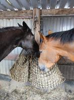 Extra hooi gezocht regio Torhout, Dieren en Toebehoren, Ophalen