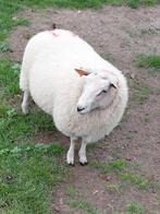 Ram, Dieren en Toebehoren