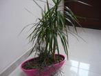 DRAKENBOOM, Ophalen, Overige soorten, Halfschaduw, Minder dan 100 cm