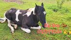 Gezocht paardje ter adoptie**, Dieren en Toebehoren, Paarden, Ruin, Zadelmak, Minder dan 160 cm, Westernpaard