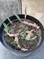 Iris Nibelungen, Jardin & Terrasse, Plantes | Jardin, Enlèvement, Plein soleil