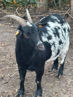 Dwerggeit, Dieren en Toebehoren, Schapen, Geiten en Varkens