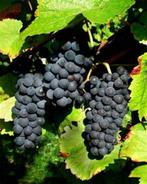 DRUIVELAARS oa 'Saint-Laurent', in Pot, Maat 1 Meter, 12€/st, Tuin en Terras, Planten | Tuinplanten, Ophalen of Verzenden, Lente