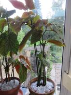 plant, Ophalen, Overige soorten, Halfschaduw, In pot