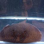 Potamotrygon pearl female disc maat circa 50-55 cm, Dieren en Toebehoren, Vissen | Aquariumvissen, Vis, Zoetwatervis