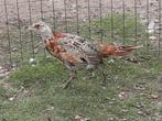Bosfazanten, Dieren en Toebehoren, Pluimvee, Meerdere dieren, Overige soorten