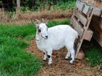 Mieke