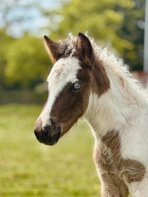 Ijslander merrieveulen, Dieren en Toebehoren, Pony's, Merrie, Onbeleerd, 0 tot 2 jaar, Met stamboom, Gechipt, Ontwormd, Ingeënt