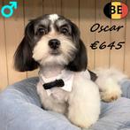 Oscar, Lhasa Apso te koop (Belgisch), Dieren en Toebehoren, Honden | Chihuahua's en Gezelschapshonden, Parvo, België, 15 weken tot 1 jaar