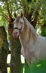 Ter dekking APTO gekeurde Perlino PRE hengst, Animaux & Accessoires, Chevaux & Poneys | Étalons & Juments poulinières, Étalon
