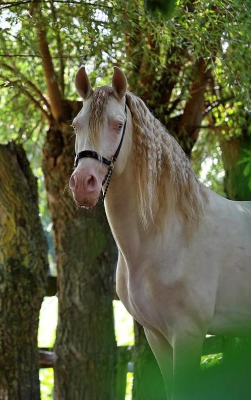 Ter dekking APTO gekeurde Perlino PRE hengst, Dieren en Toebehoren, Paarden en Pony's | Dekhengsten en Fokmerries, Hengst