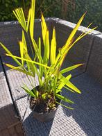 Palmboom winterhard verschillende in 1 pot, Ophalen