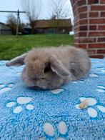 Bélier Minilop, Animaux & Accessoires