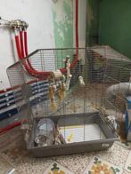 Grande cage à oiseau, Animaux & Accessoires, Oiseaux | Cages & Volières, Comme neuf, Enlèvement