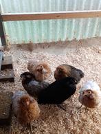 bolstaart araucana blauwleggers actie 5+1 gratis 0499/082381, Dieren en Toebehoren, Pluimvee, Vrouwelijk, Kip