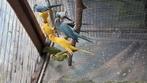 Halsband parkieten, Dieren en Toebehoren, Geringd