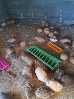 caille, Animaux & Accessoires, Décembre, Sexe inconnu