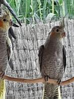 Jonge valkparkieten, Dieren en Toebehoren