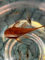 Jonge Rodvin algeneters (3,5-4cm). 3€ per stuk, Dieren en Toebehoren, Vissen | Aquariumvissen, Overige typen, Zoetwatervis