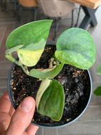 Scindapsus Mayari variegata, Ophalen