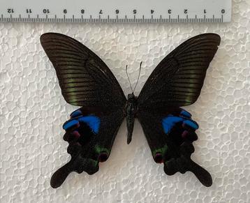 Papilio arcturus # 1 beschikbaar voor biedingen