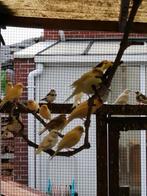 Kanaries 2025, Dieren en Toebehoren, Vogels | Kanaries