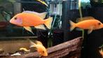 Aulonocara fire fish cihlide
