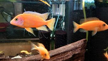 Aulonocara fire fish cihlide beschikbaar voor biedingen