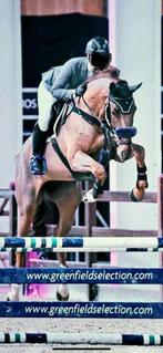 Fokmerrie uit een top stam, Merrie, Springpaard, Z, Gechipt