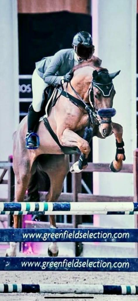 Fokmerrie uit een top stam, Dieren en Toebehoren, Paarden, Merrie, Z, 170 tot 175 cm, 7 tot 10 jaar, Springpaard, Met stamboom