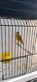 Metis  tarin aulnes& Raza canaris