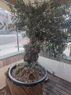 Olijfbomen, Tuin en Terras, Planten | Bomen, Ophalen