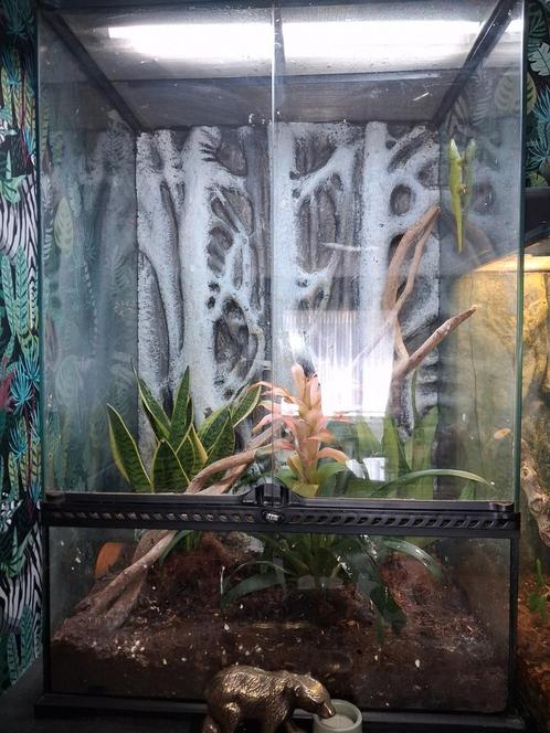 Terrarium exo tera met 1 Madagascar gekko vrouwtje, Dieren en Toebehoren, Reptielen en Amfibieën | Toebehoren, Zo goed als nieuw