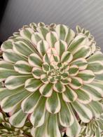 Aeonium pink blossom variegated, Enlèvement ou Envoi