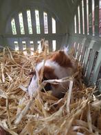 Cavia beertje ter beschikking, Dieren en Toebehoren, December, Cavia