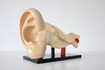 Groot vintage menselijke anatomie model van oor 1950 Gips, Ophalen of Verzenden